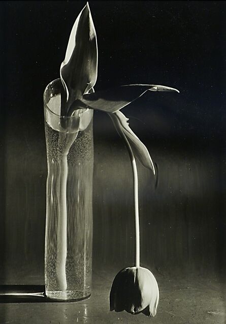 André Kertész, ‘Melancholic Tulip’, 1939 (printed 1985)