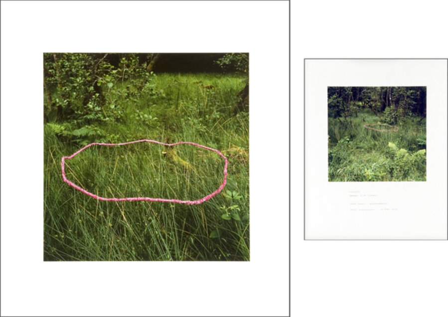 Foxgloves threaded onto rushes Scaur Glen, Dumfriesshire