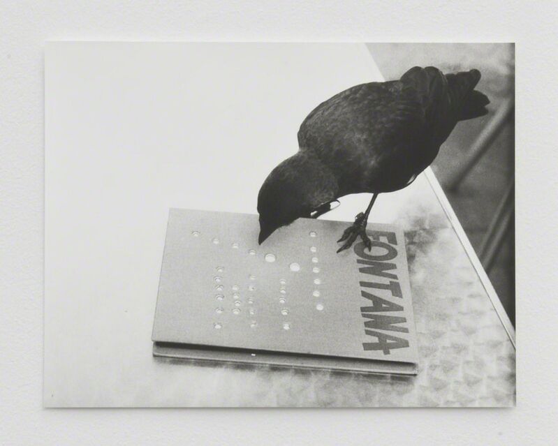 Jochen Lempert, ‘Jackdaw (Fontana) I’, 2014, Photography, Silver gelatin print, ProjecteSD