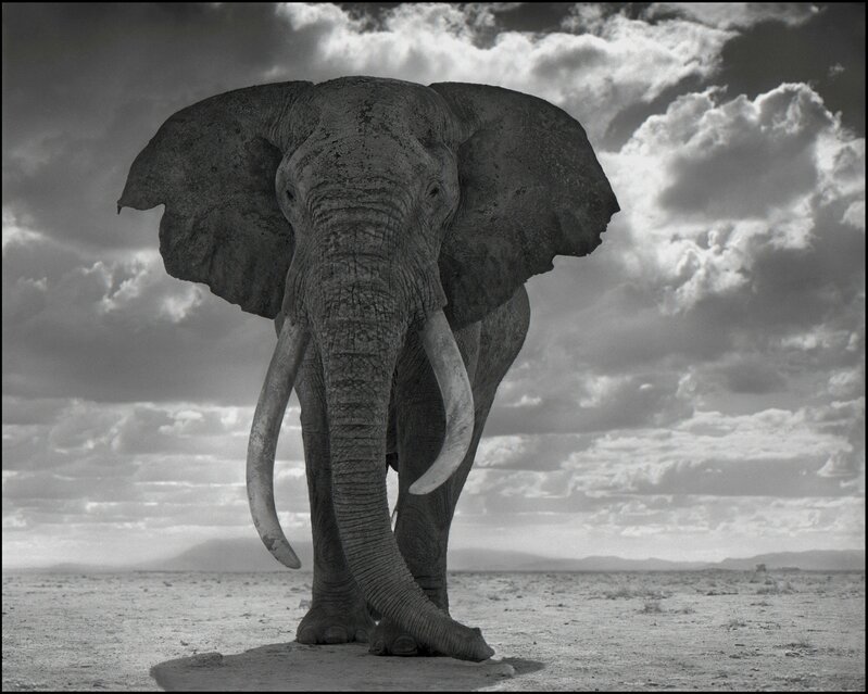 Nick Brandt, ‘Elephant Statue’, 2011, Photography, Archival Pigment Print, Atlas Gallery