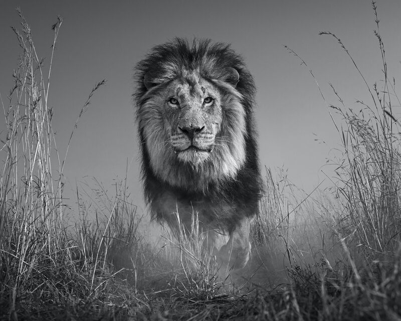 David Yarrow, ‘The King and I’, 2016, Photography, Digital Pigment Print on Archival 315gsm Hahnemuhle Photo Rag Baryta Paper, Samuel Owen Gallery