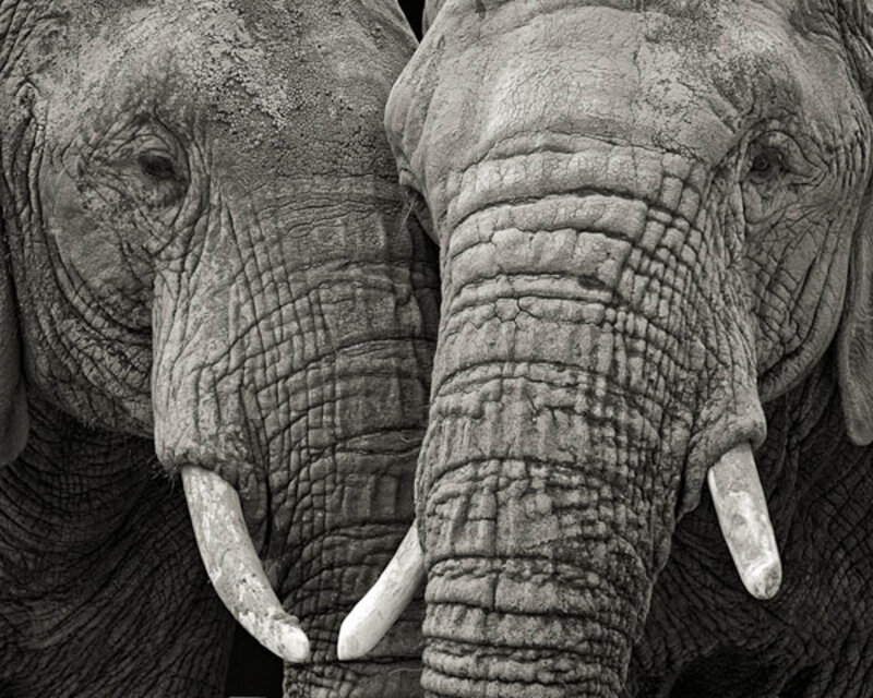 Paul Coghlin, ‘Two Elephants’, 2012, Photography, Archival Pigment Print on Fine Art Paper, Weston Gallery