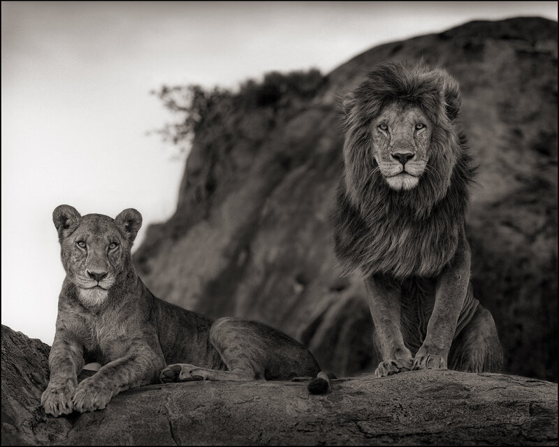 Nick Brandt, ‘Lion Couple, Serengeti’, 2010, Photography, Platinum edition, Atlas Gallery