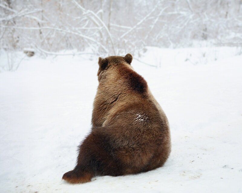 Tamas Dezso, ‘Sitting Bear (near Zarnesti)’, 2013, Photography, Chromogenic print, Robert Koch Gallery
