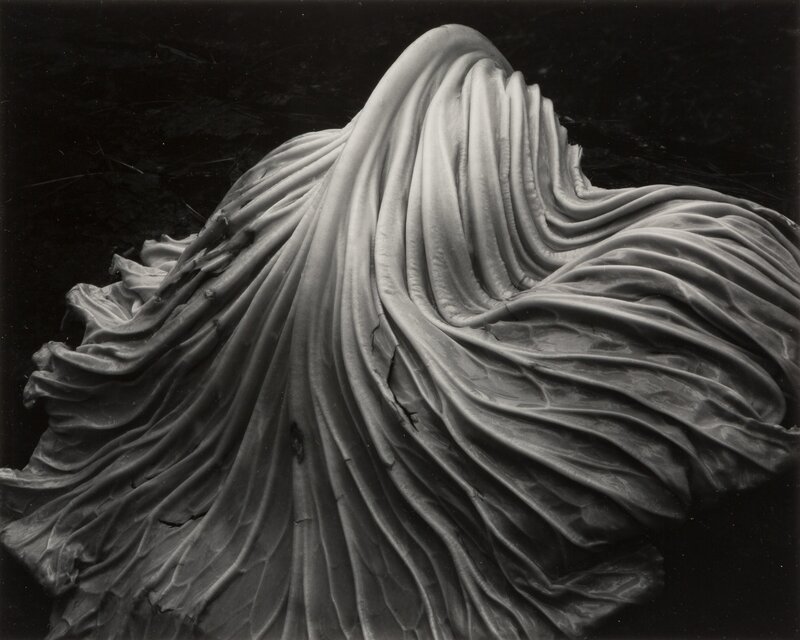 Edward Weston, ‘Cabbage Leaf’, 1931, Photography, Gelatin silver, printed later by Cole Weston, Heritage Auctions