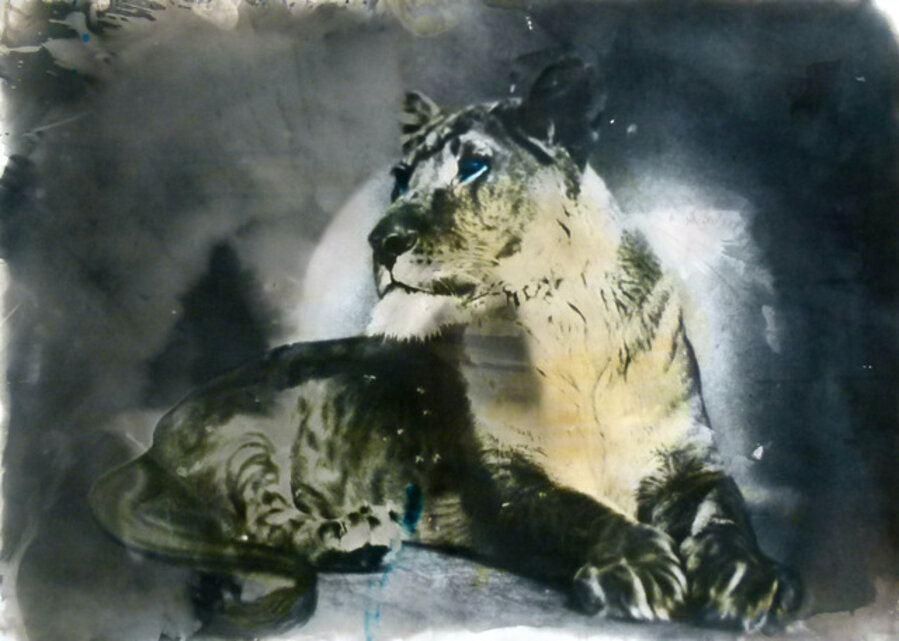 Lion