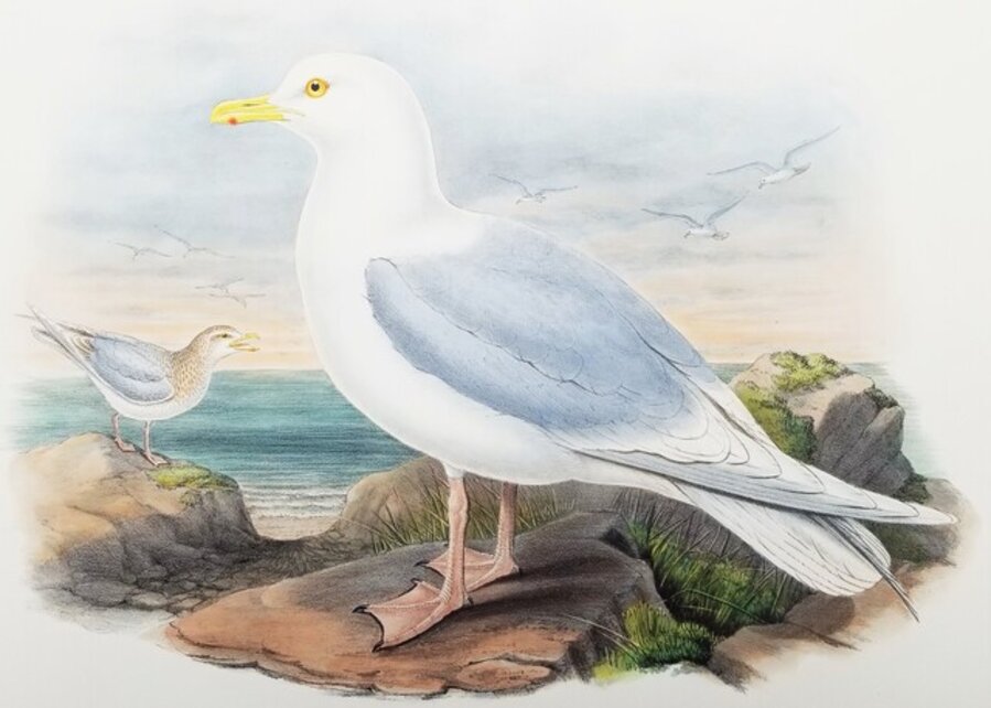 Larus Islandicus (Iceland Gull)