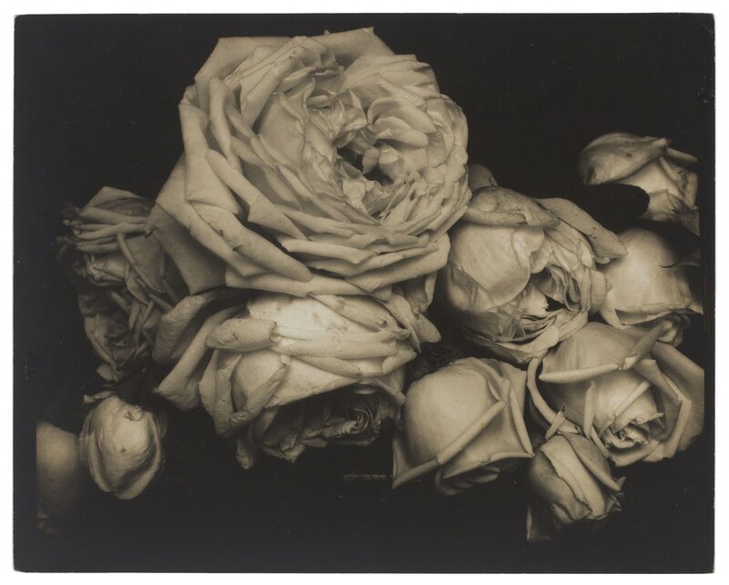 Edward Steichen, ‘Heavy Roses, Voulangis, France’, 1914, Photography, Gelatin silver print, Christie's
