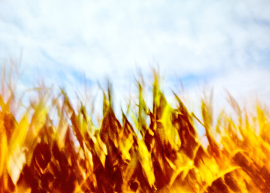 Windblown Corn