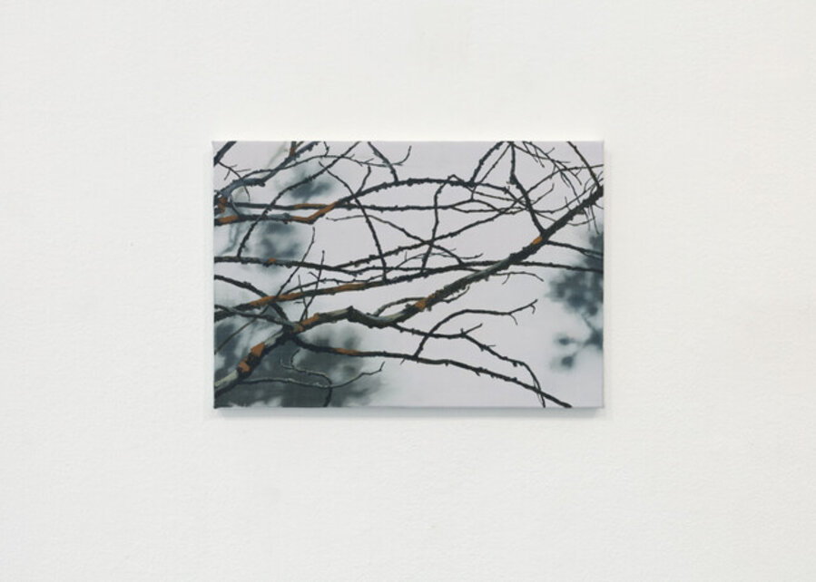 Wattle