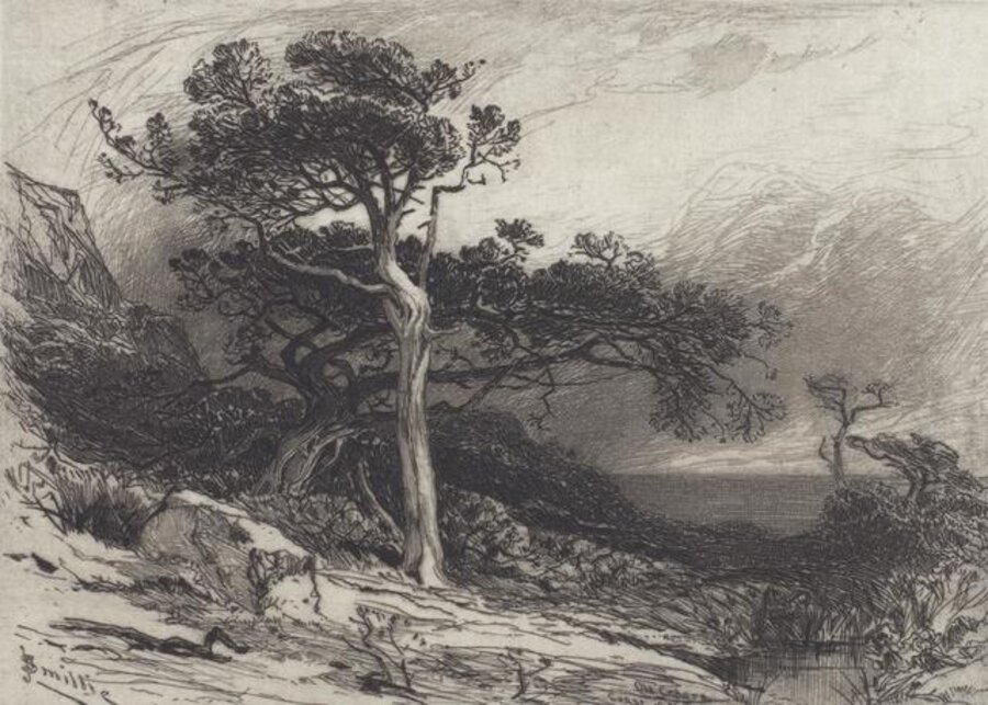 Old Cedars, Coast of Maine