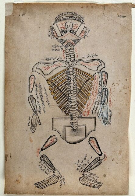 ‘Anatomical Illustration’, 19th century