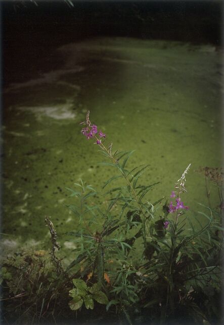 Jitka Hanzlová, ‘Forest #28, Untitled (Green Mirror)’, 2004