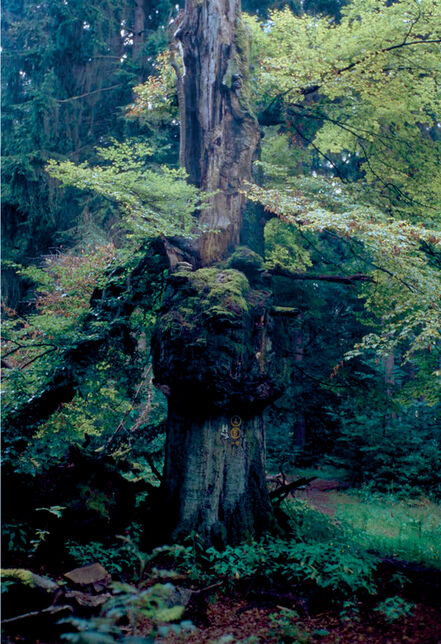 Ralf Schmerberg, ‘Tree of Knowledge’, 2005