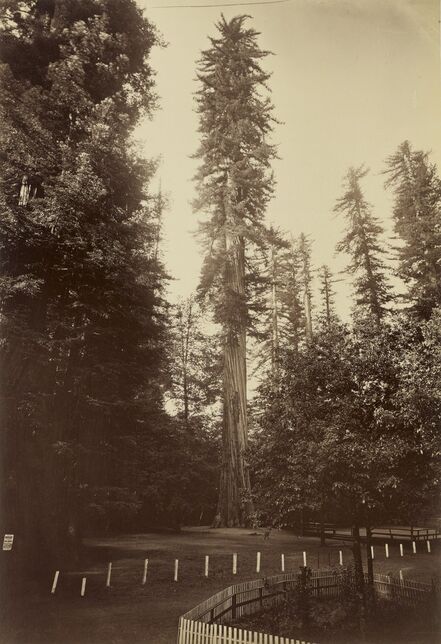 Carleton E. Watkins, ‘Giant Redwood, Santa Cruz’, 1880