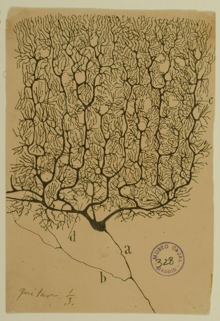 Santiago Ramón y Cajal, ‘Purkinje Cell of the Human Cerebellum’, 1899