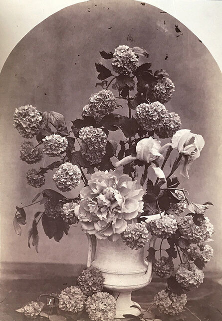 Charles Aubry, ‘Arrangement of Snowball Hydrangeas, Peonies and Irises’, ca. 1864