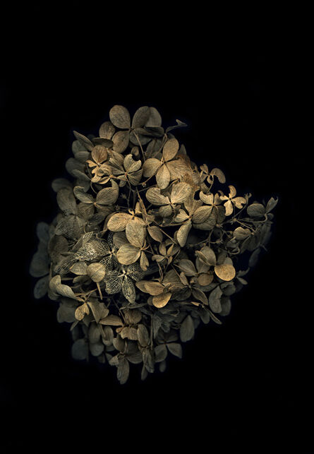 Jitka Hanzlová, ‘Flowers #10, Untitled (Hydrangea)’, 2009