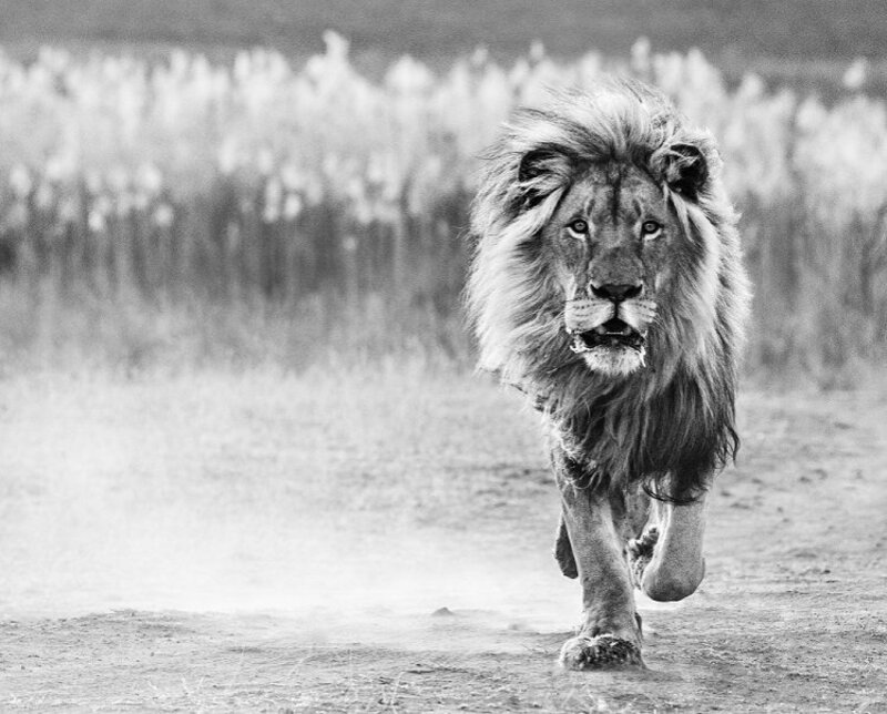 David Yarrow, ‘One Foot On The Ground ’, Photography, Kunsthuis Amsterdam