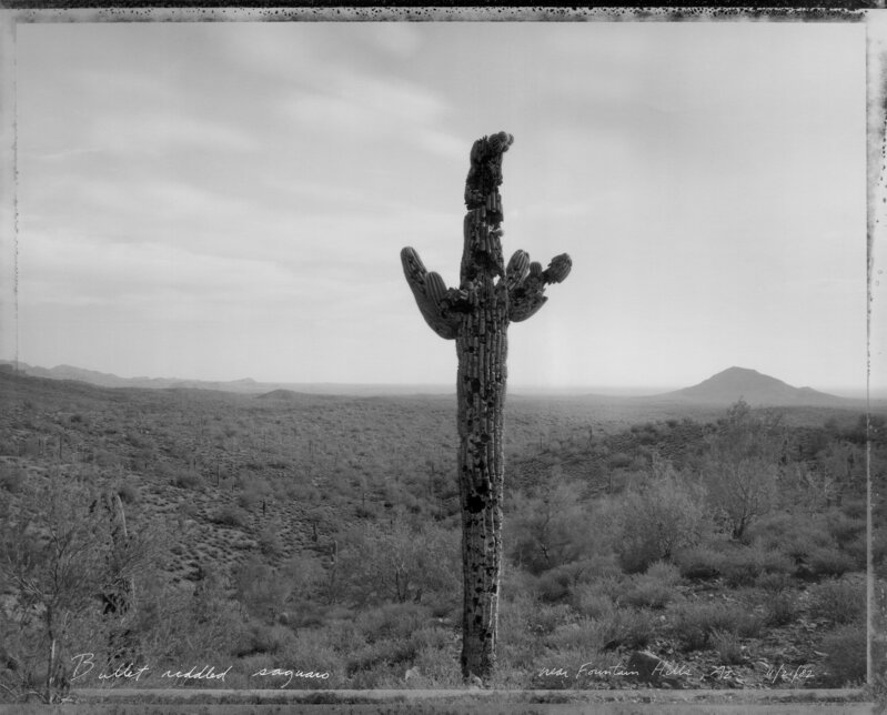 Mark Klett, ‘Bullet Riddled Saguaro near Fountain Hills, Arizona 11/21/82’, 1982, Photography, Vintage gelatin silver print, Etherton Gallery