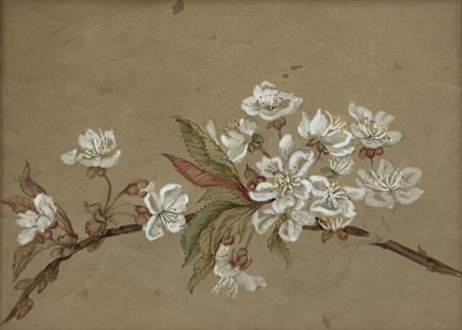 Cherry Blossom
