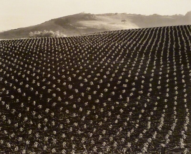 Edward Weston, ‘Tomato Field, Big Sur’, 1937, Photography, Gelatin silver print, Weston Gallery