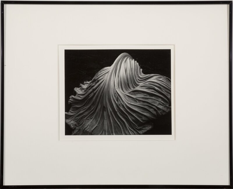 Edward Weston, ‘Cabbage Leaf’, 1931, Photography, Gelatin silver, printed later by Cole Weston, Heritage Auctions