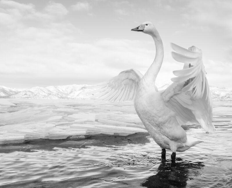 David Yarrow, ‘Swan lake’, 2017, Photography, Archival pigment print, A. Galerie