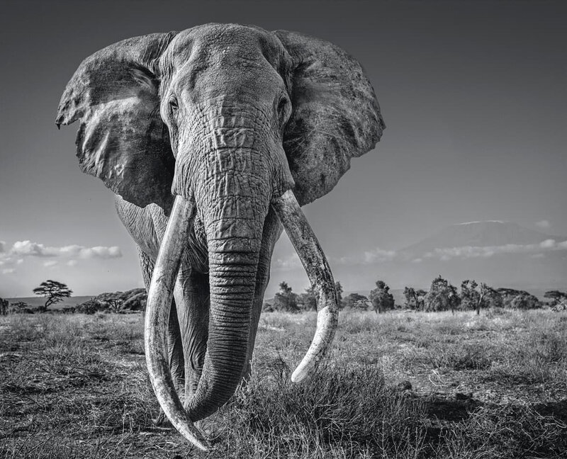 David Yarrow, ‘Space for Giants’, 2020, Photography, Digital Dye Coupler Print on Fujicolor Archival Paper, Griffin Galleries
