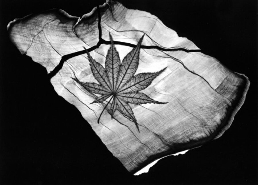 Japanese Maple, Shigitatau Sawa