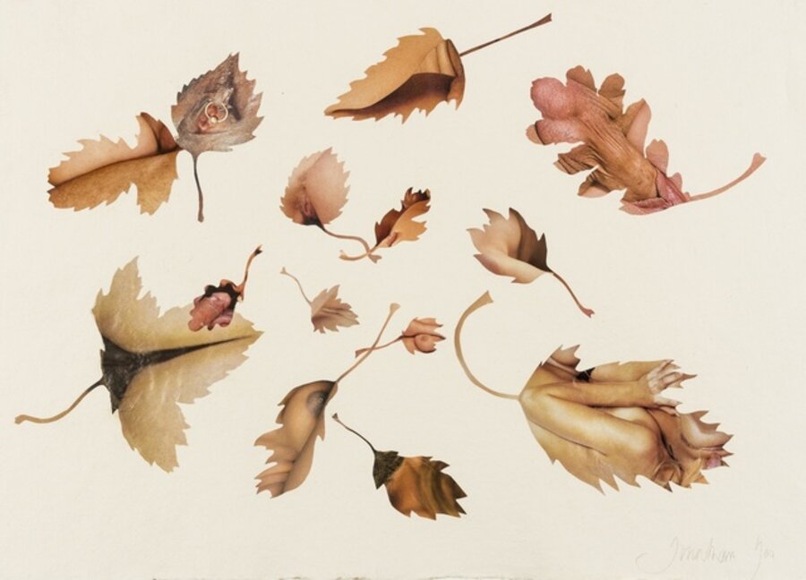 Leaf Study