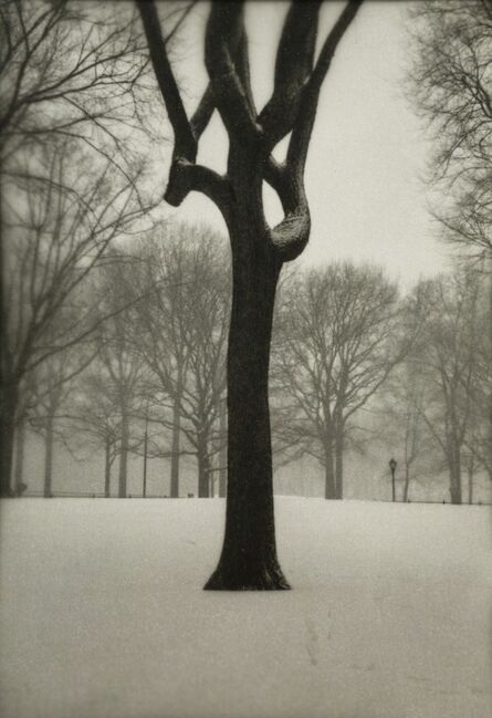 Jefferson Hayman, ‘Tree, Central Park (two works)’, 2003