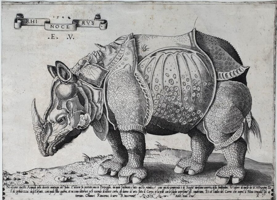 Rhinocerus