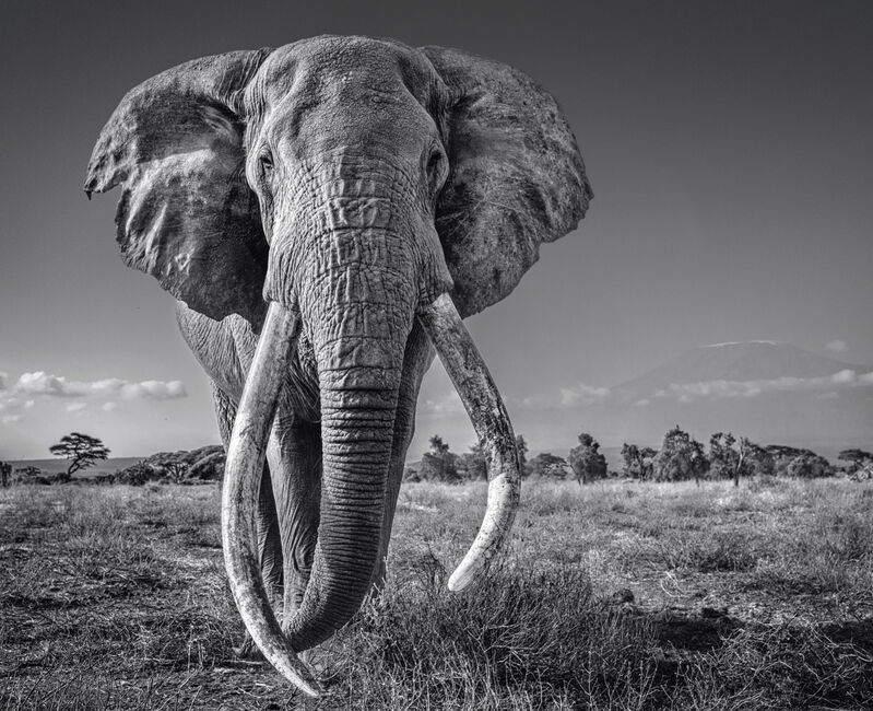 David Yarrow, ‘Space For Giants’, 2020, Photography, Archival Pigment Print, Samuel Lynne Galleries