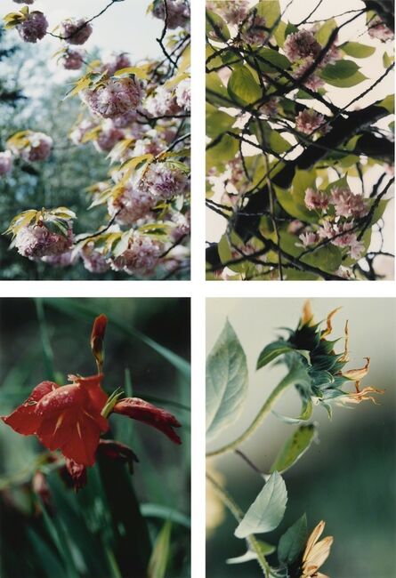 Thomas Struth, ‘Pflanzen, Nr. 22, 35, 67 and 70’, 1992-93