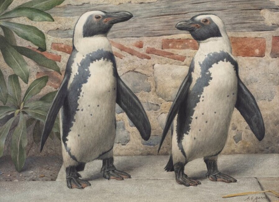 Penguins
