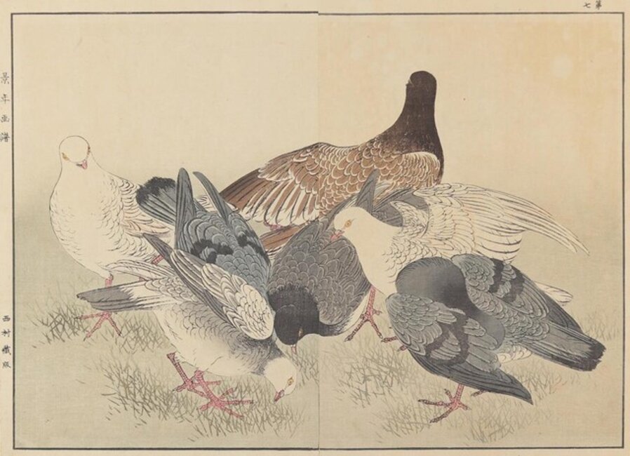 7 Tauben (7 Pigeons)