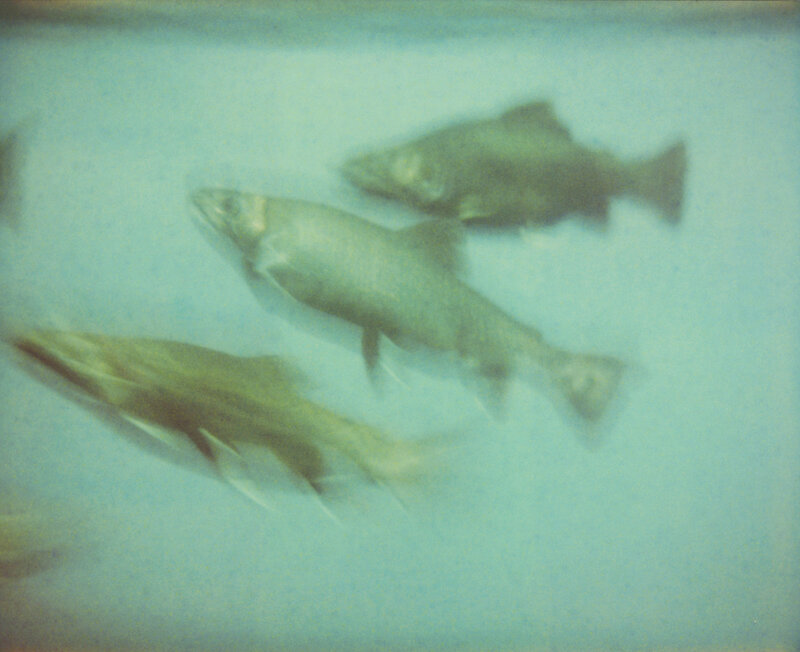 Stefanie Schneider, ‘Fish (Stay)’, 2006, Photography, Digital C-Print based on a Polaroid, not mounted, Instantdreams