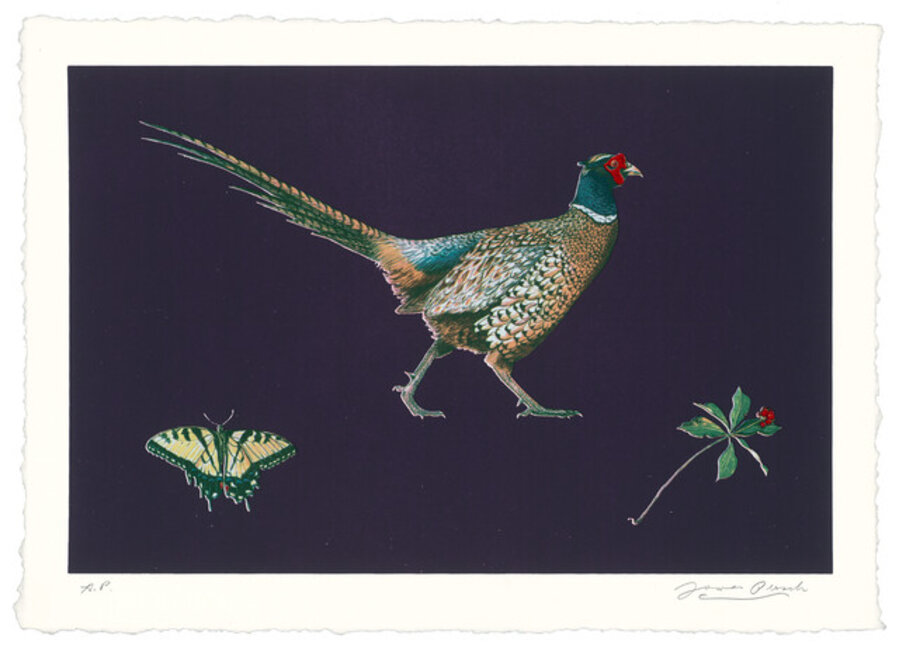 Pheasant (nocturne)