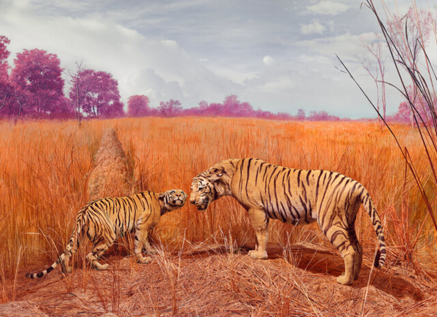 Tigers