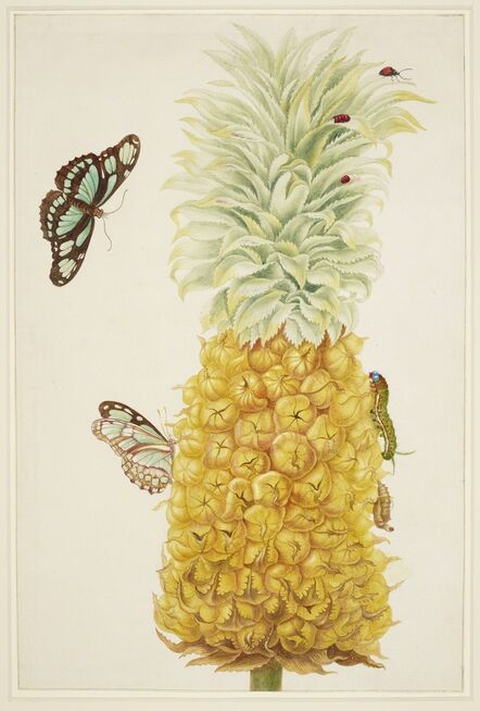 Maria Sibylla Merian, ‘Ripe Pineapple with Dido Longwing Butterfly’, 1702-1703