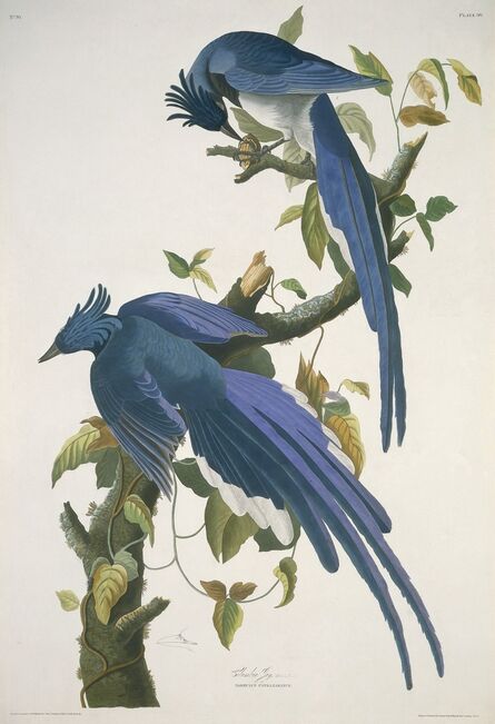 Robert Havell after John James Audubon, ‘Columbia Jay’, 1830