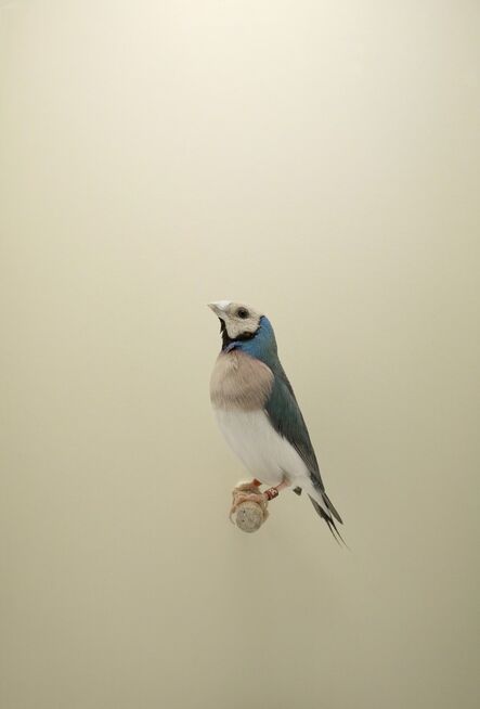 Luke Stephenson, ‘Gouldian Finch #2, from The Incomplete Dictionary of Show Birds’, 2009