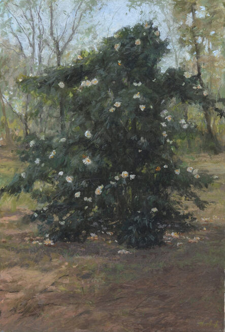 Mary Monk, ‘Tigerlily's Old Camellia’, 2022