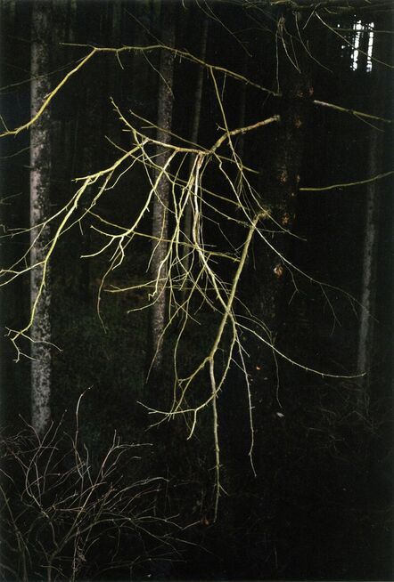 Jitka Hanzlová, ‘Antlers’, 2005