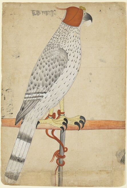 ‘Ferocius Falcon’, late 18th century
