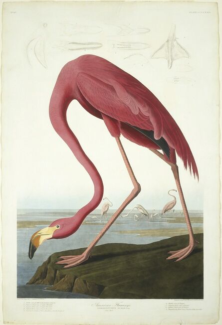 Robert Havell after John James Audubon, ‘American Flamingo’, 1838