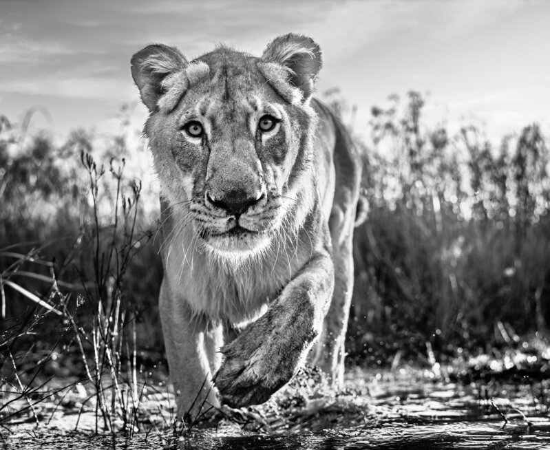 David Yarrow, ‘Intent, South Africa’, 2020, Photography, Archival Pigment Photograph, Holden Luntz Gallery