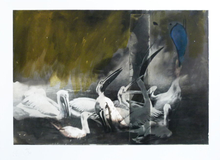 Pelicans
