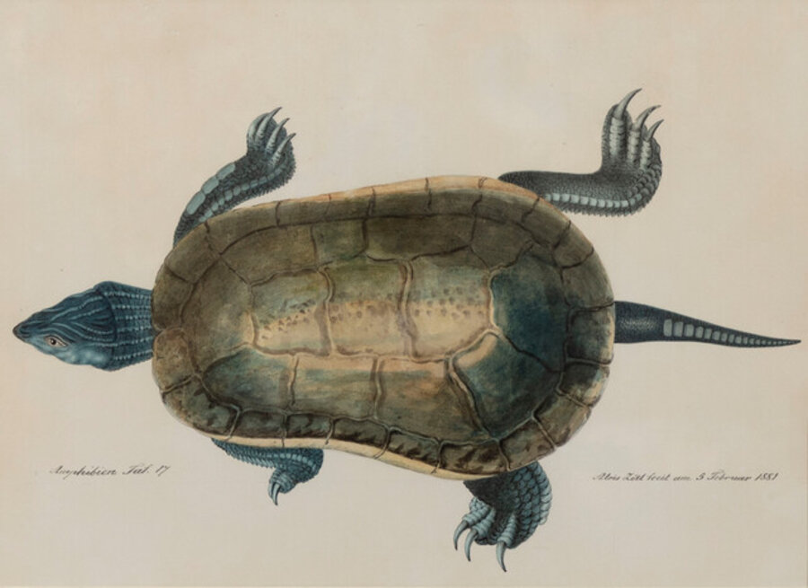 A Caspian Turtle